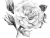 Flower rose sketch